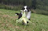 BERGER AUSTRALIEN PUPPIES 060